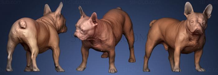 3D model DOG Male Muffin A (STL)